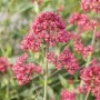 Rote Spornblume (Centranthus ruber) im 9x9 cm Topf, leuchtend rote Blüten.