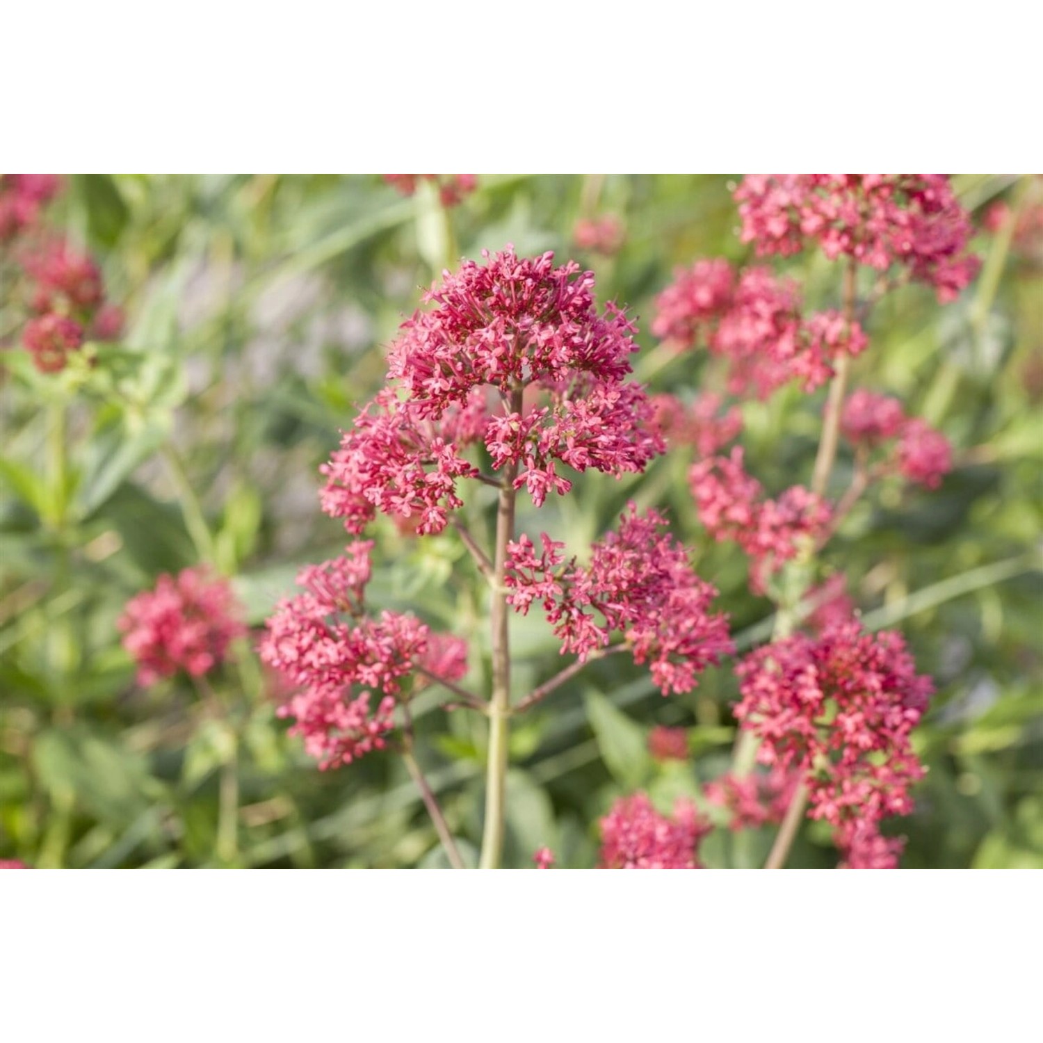 Centranthus Ruber Rote Spornblume Ca. 9x9 cm Topf günstig online kaufen