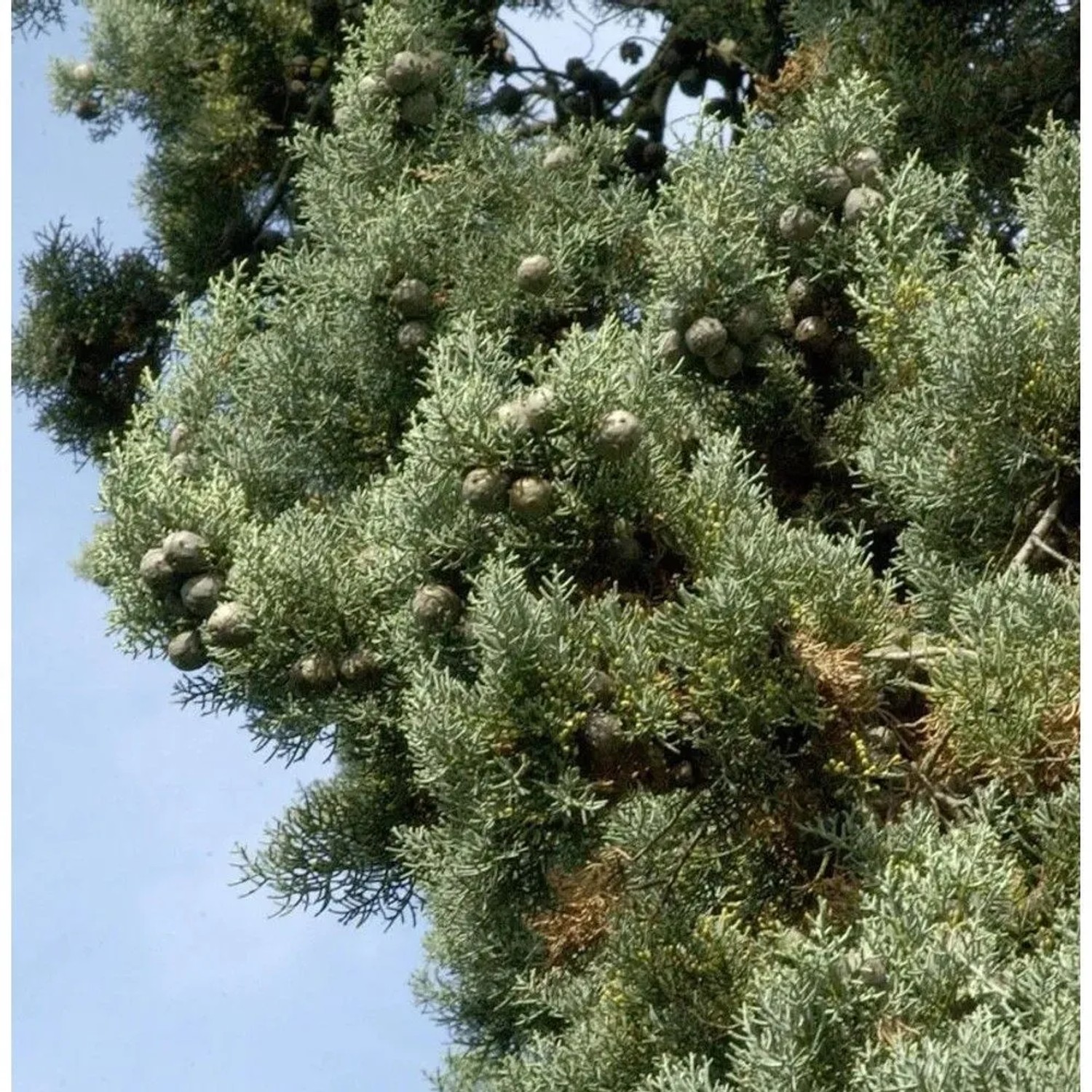 Blaue Arizona-Zypresse Glauca 60-80cm - Cupressus arizonica