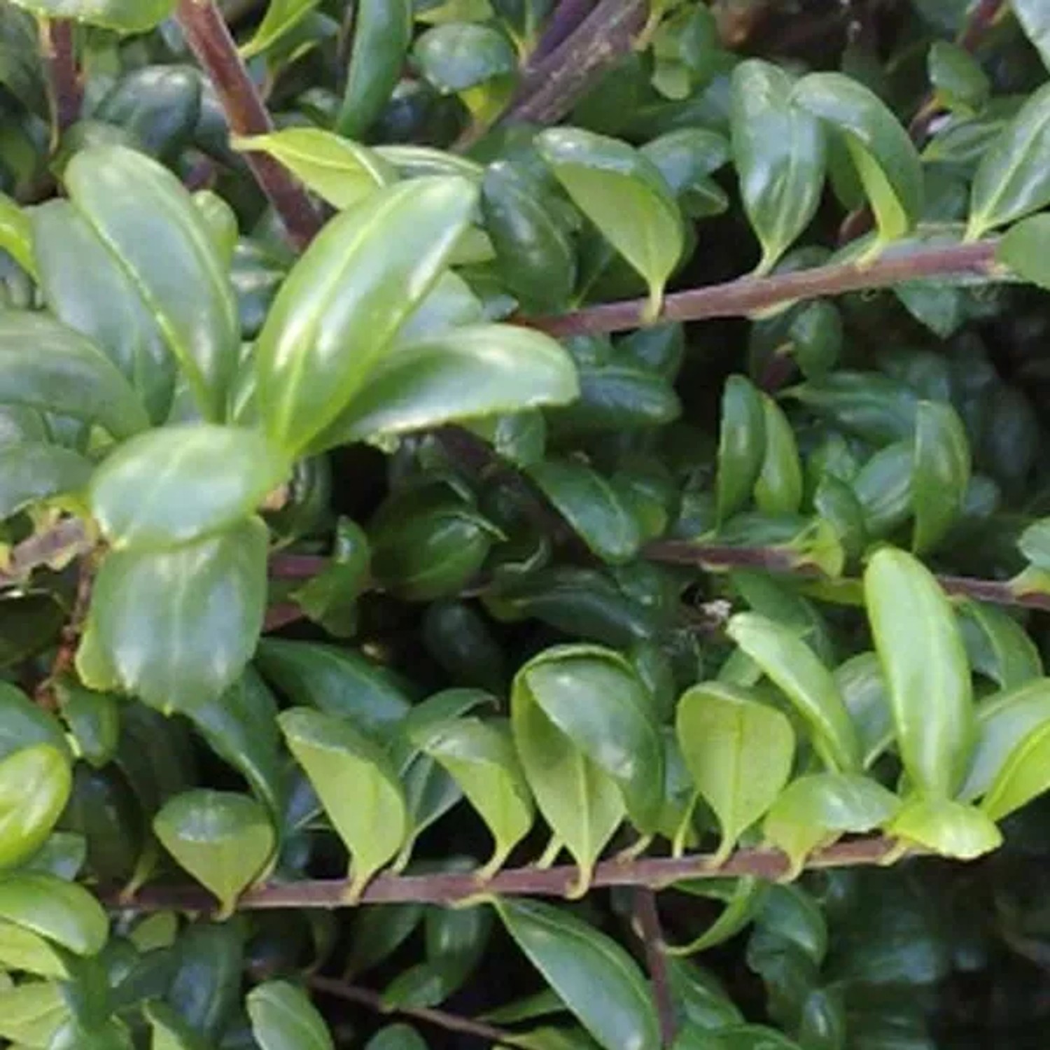 Japanische Stechpalme 'Convexa' Ilex crenata 30 bis 40 cm im Container Immergrün