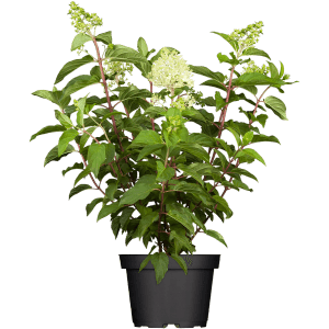 Rispenhortensie Mix im Topf, ca. 30-40 cm hoch, mit weißen Blütenständen und grünen Blättern.