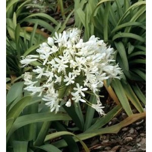 Liebesblume Schmucklilie Polar Ice - Agapanthus africanus