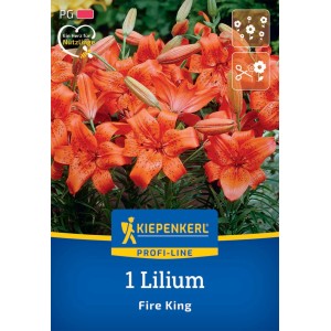 Kiepenkerl Lilie Fire King: Leuchtend orange, gesprenkelte Blüte, ideal für Beet und Vase.