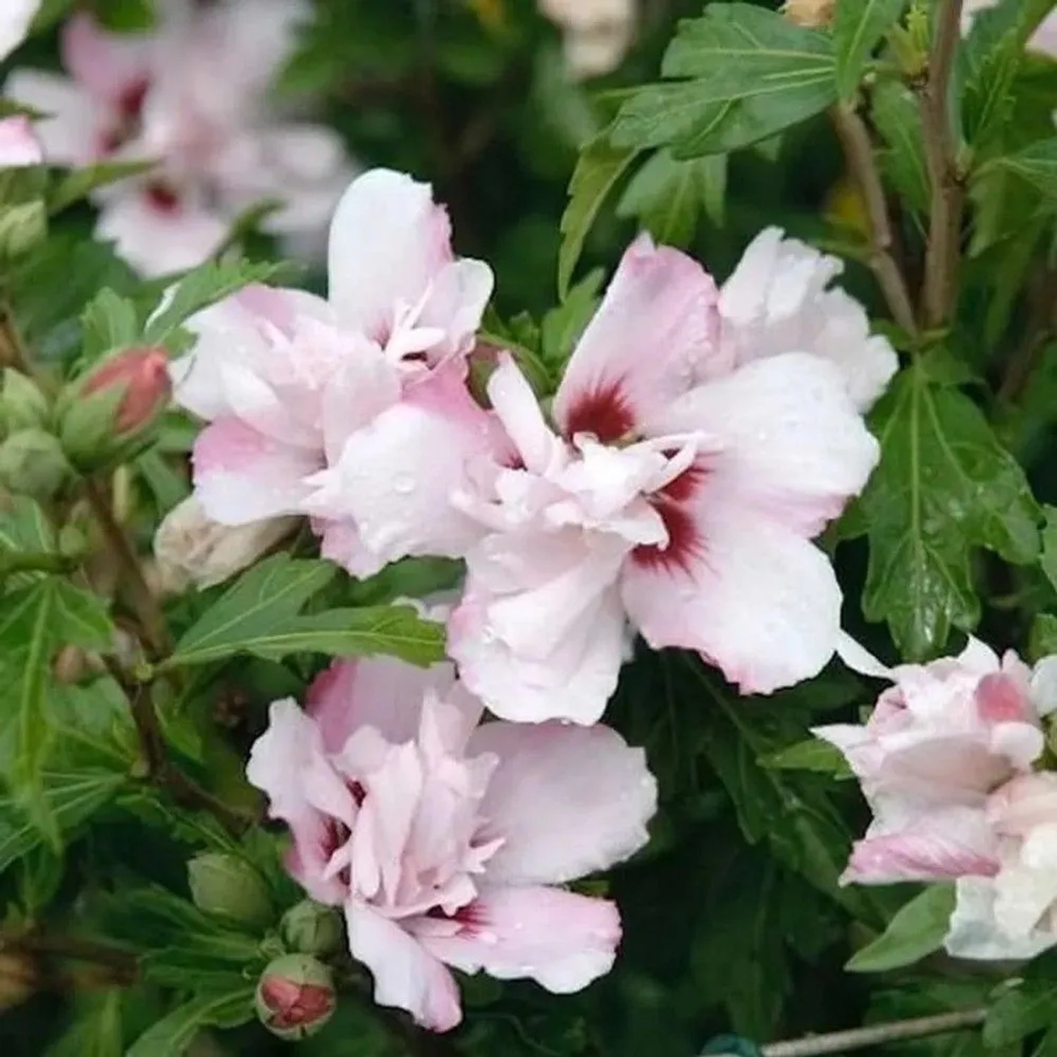 Hochstamm Garteneibisch Lady Stanley 80-100cm - Hibiscus