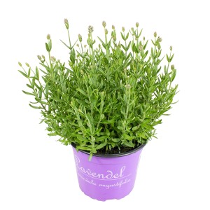 GROW by OBI Echter Lavendel Weiß im lila Topf, ca. 23 cm Topfgröße.