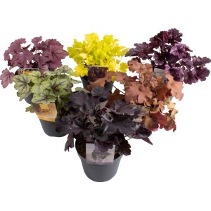 Grow by OBI Purpurglöckchen Mix im Topf, verschiedene Farben.