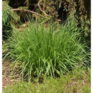 Pfeifengras Moorhexe im Topf, grüne Zierstaude für den Garten.