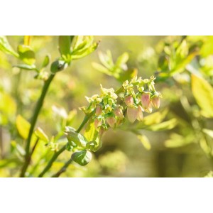 Blühende Heidelbeere Bluejay (Vaccinium corymbosum) mit zarten Blütenknospen im Detail.