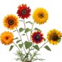 Bunte LaCaTho Sonnenblumen Mischung mit roten, orangen, gelben Blüten. 2000 Samen für Garten & Bienen.