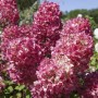 Rispenhortensie Diamond Rouge mit intensiv roten Blüten im Garten.