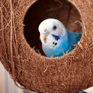 Blauer Wellensittich im Relaxdays Vogelhaus aus Kokosnuss, 2er Set.