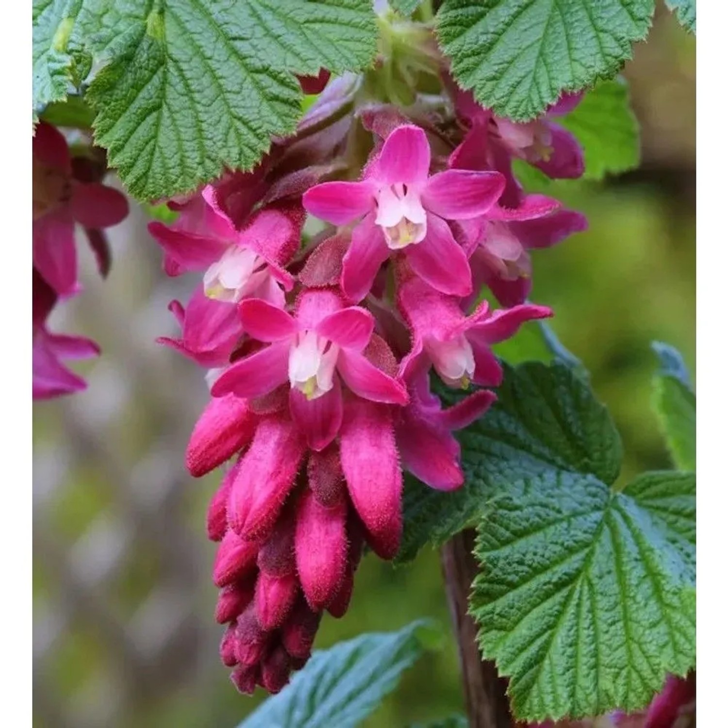Blut Zierjohannisbeere King Edward VII 80-100cm - Ribes sanguineum
