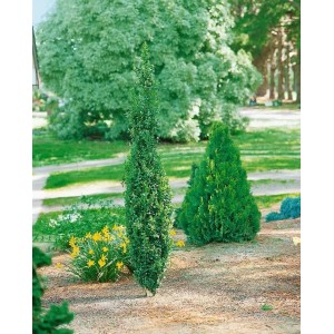 Säulenförmiger Buxus 'Graham Blandy' (100-125 cm) als Heckenpflanze im Garten.