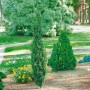 Säulenförmiger Buxus 'Graham Blandy' (100-125 cm) als Heckenpflanze im Garten.