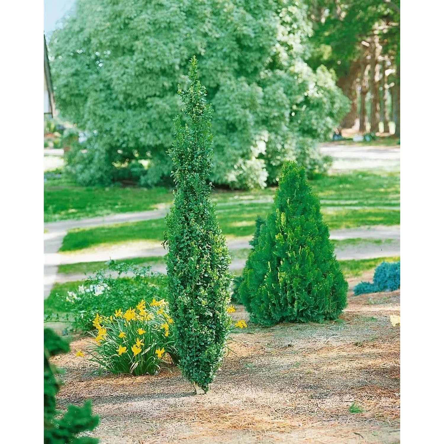 Säulenförmiger Buxus 'Graham Blandy' (100-125 cm) als Heckenpflanze im Garten.