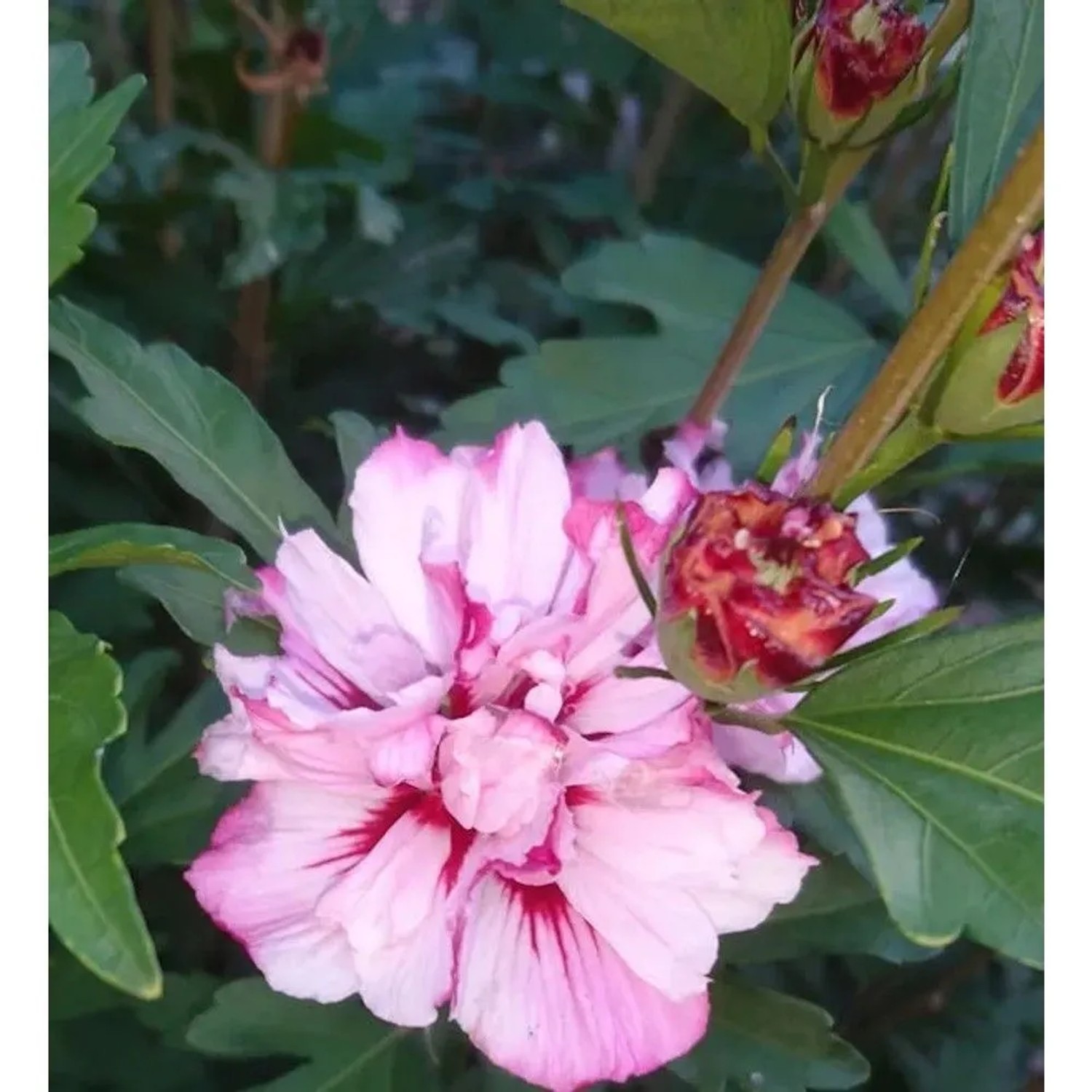 Garteneibisch Miss Silvia 40-60cm - Hibiscus