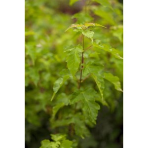 Junger Acer Ginnala Feuerahorn (40–60 cm) mit grünen Blättern. Hausbaum für Garten und Beet.