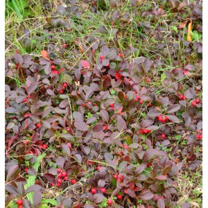 Rote Teppichbeere (Gaultheria procumbens) mit roten Beeren und dunkelgrünen Blättern.