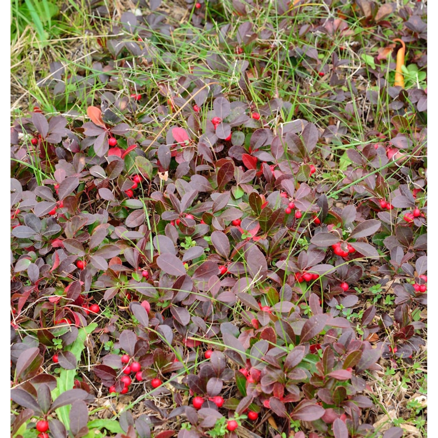 Rote Teppichbeere Scheinbeere - Gaultheria procumbens günstig online kaufen