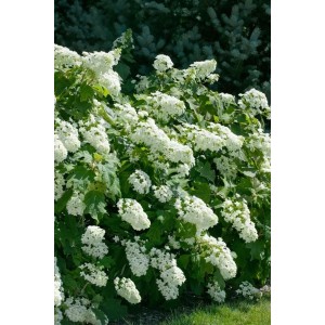 Eichenblatthortensie Snowflake mit weißen Blüten, 40-60 cm hoch.