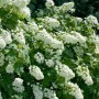 Eichenblatthortensie Snowflake mit weißen Blüten, 40-60 cm hoch.