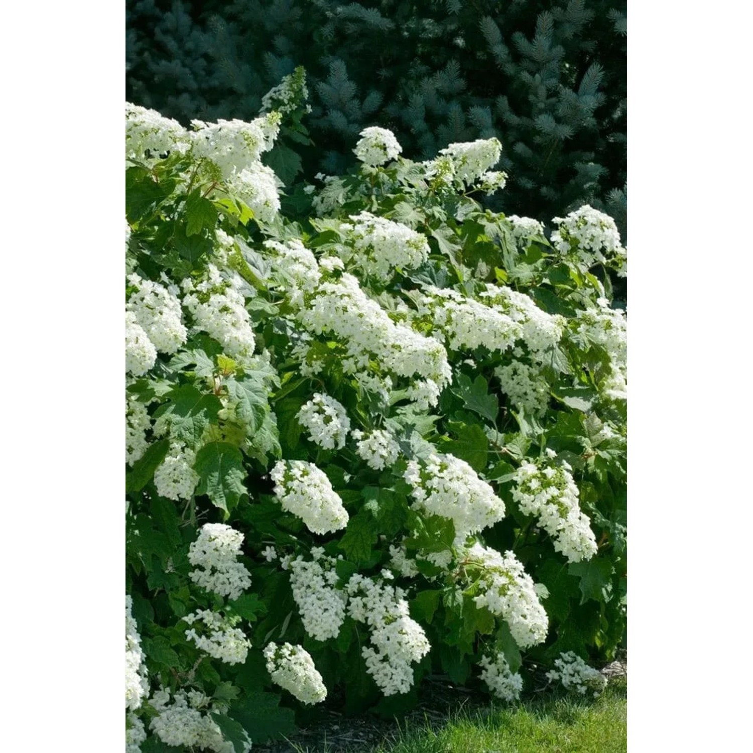 Eichenblatthortensie Snowflake mit weißen Blüten, 40-60 cm hoch.