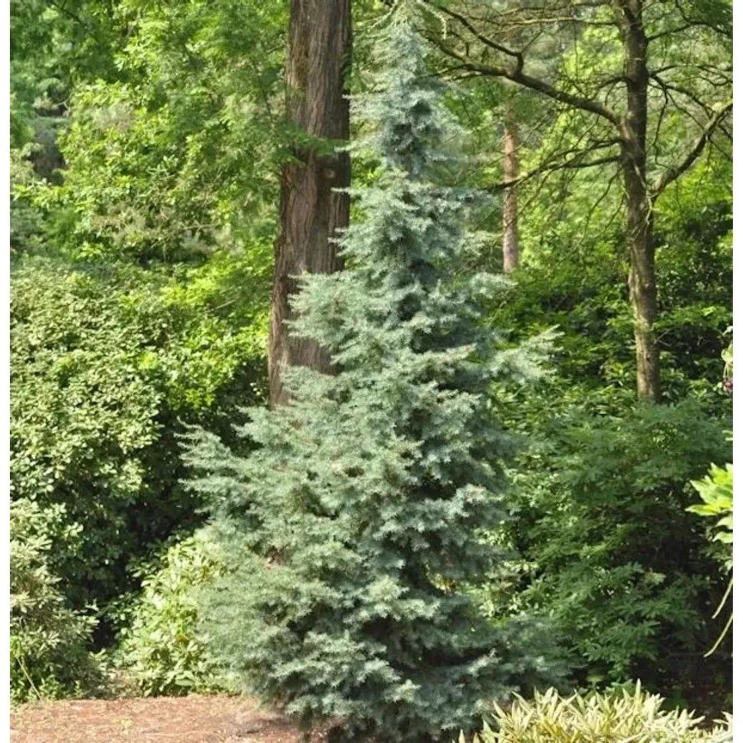 Blaue Hemlocktanne Glauca 40-60cm - Tsuga mertensiana