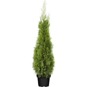 Grüne Thuja 'Smaragd' (100-120 cm) im Topf, ideal als Heckenpflanze und für den Garten.