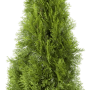 Grüne Thuja 'Smaragd' (100-120 cm) im Topf, ideal als Heckenpflanze und für den Garten.