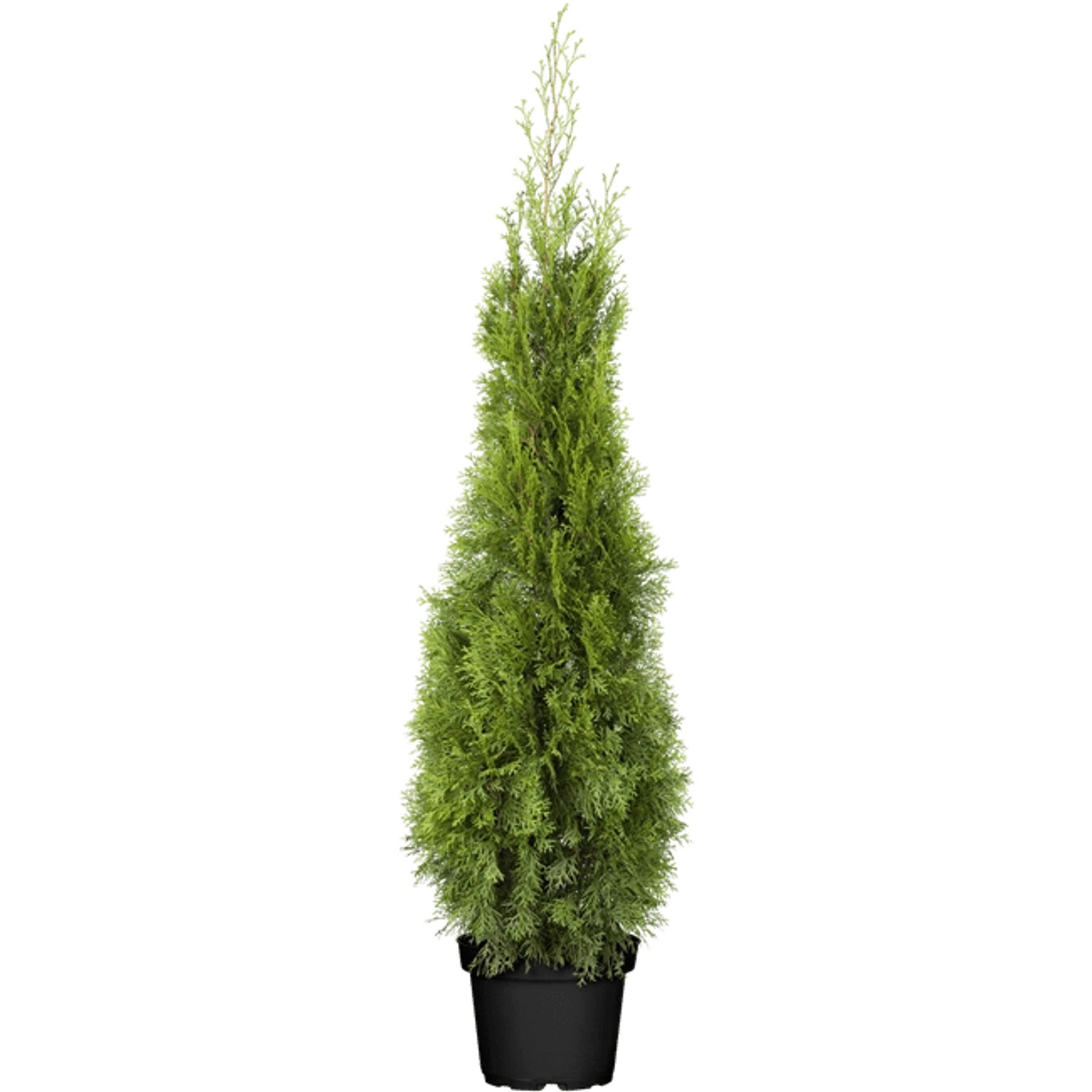 Thuja occidentalis 'Smaragd' 100-120 cm günstig online kaufen