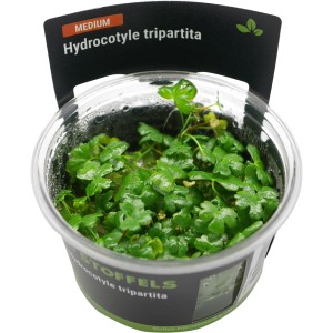 Stoffels Aquariumpflanze Hydrocotyle tripartita im Topf, grüne Vordergrundpflanze.