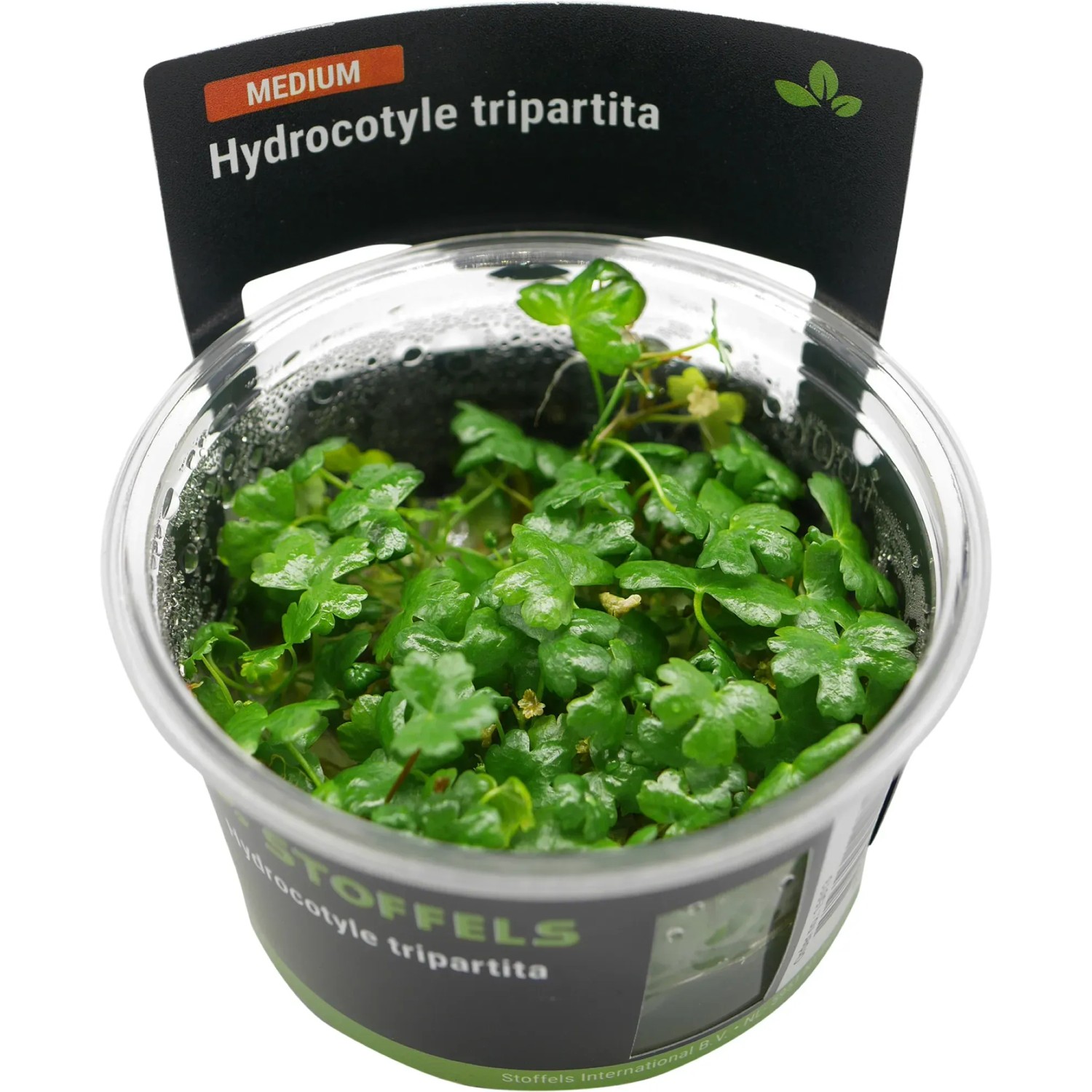 Hydrocotyle tripartita in-vitro
