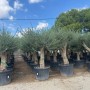 Reihe von Olea Europaea Olivenbäumen in schwarzen Töpfen, mit kräftigen Stämmen und dichten grünen Kronen für Garten & Terrasse.
