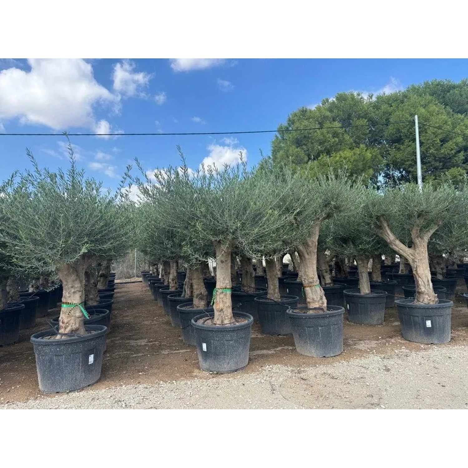 Reihe von Olea Europaea Olivenbäumen in schwarzen Töpfen, mit kräftigen Stämmen und dichten grünen Kronen für Garten & Terrasse.