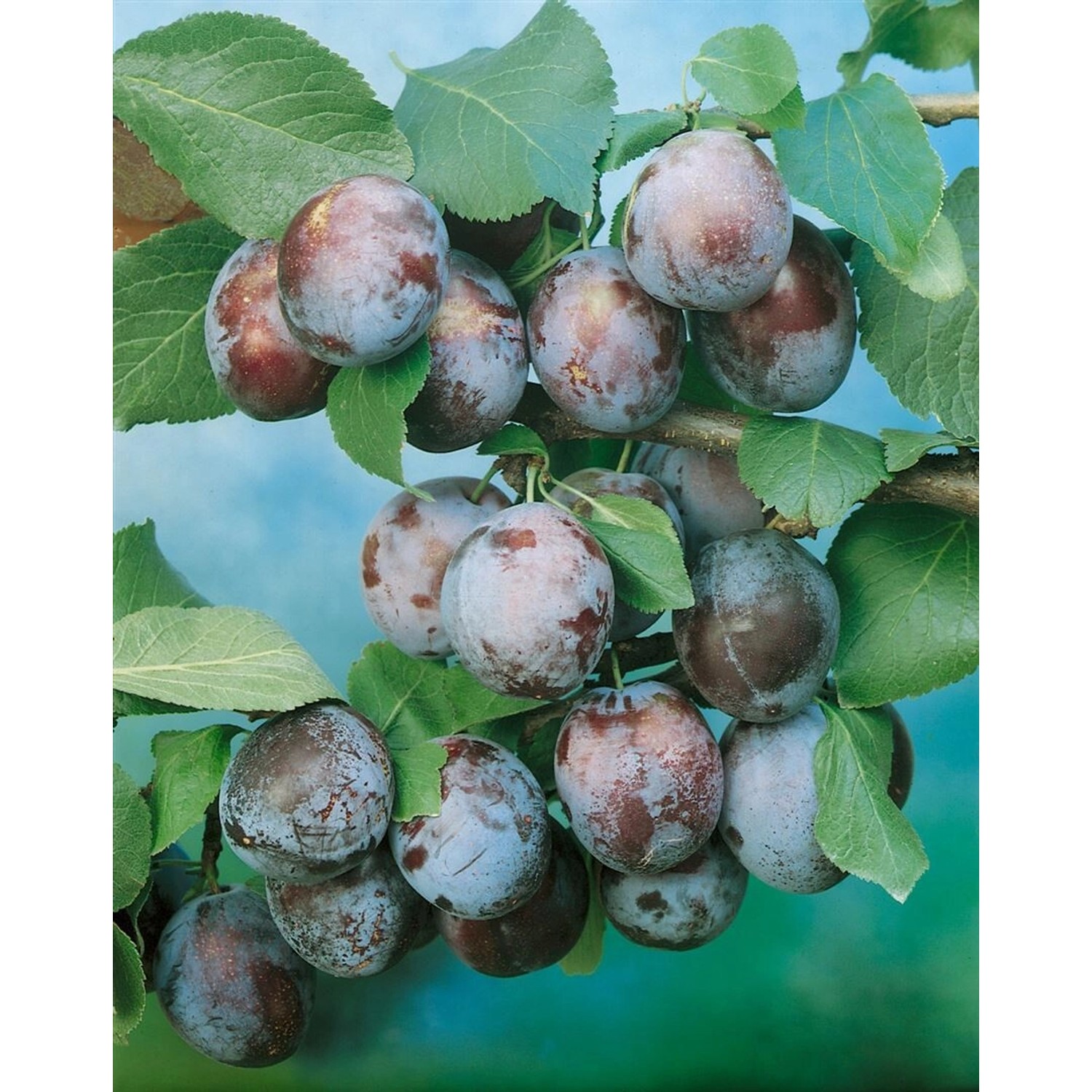 Prunus Domestica Wangenheimer Frühzwetsche Pflaume CAC 150-200cm günstig online kaufen