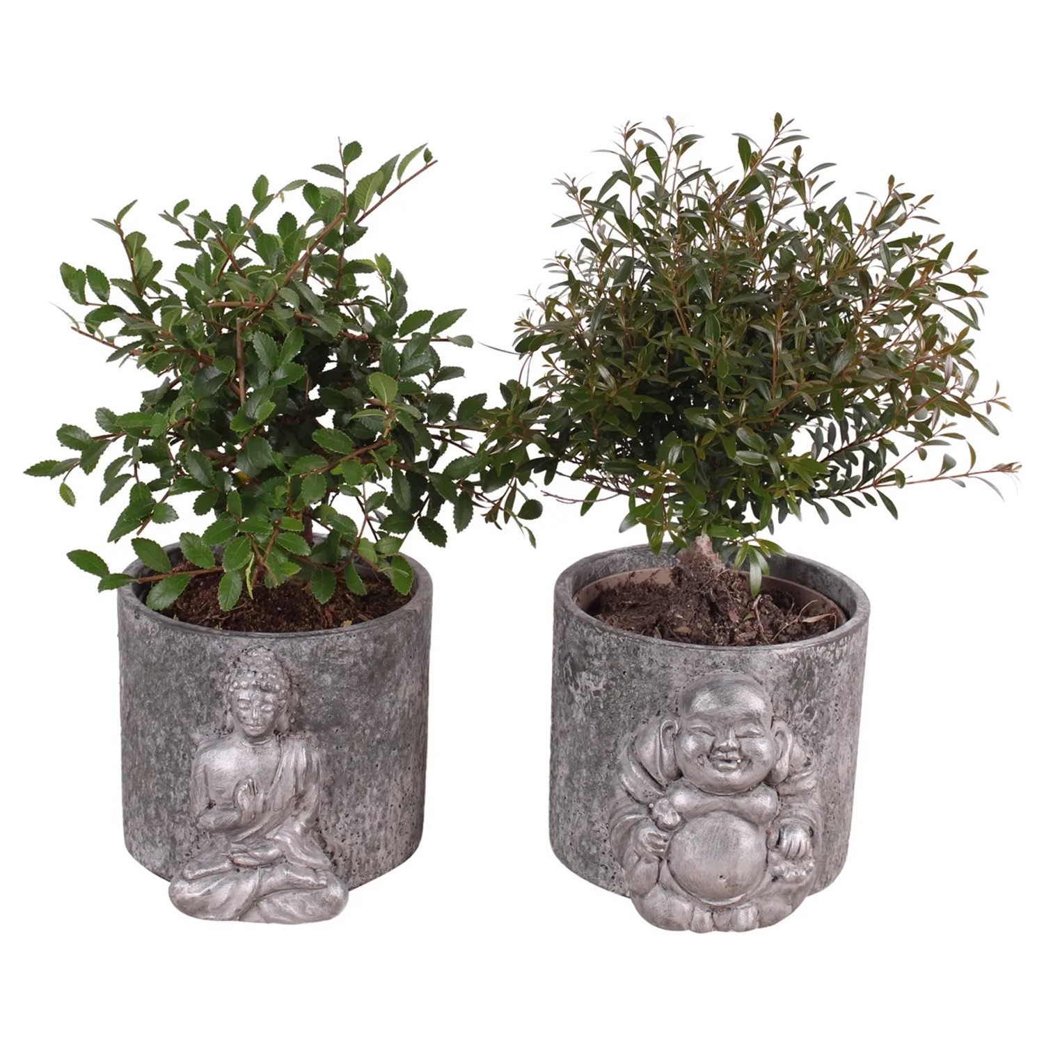 Bonsai Zimmerpflanze im Topf 15 cm kaufen bei OBI