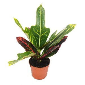 Exotenherz Wunderstrauch (Croton) im 9cm Topf, eine farbenfrohe Zimmerpflanze.