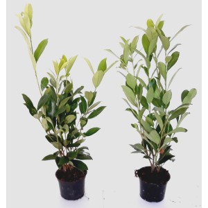 Zwei Kirschlorbeer Pflanzen Boering 30 Prunus Caucasica, Höhe 40-50 cm, im Topf.