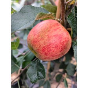 Apfel Rebella am Baum, hellrot mit goldgelber Farbe, ca. 100-120cm hoch.