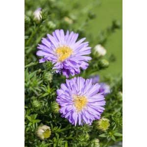 Nahaufnahme der hellblauen Kissenaster (Aster dumosus) im 9x9 cm Topf. Blüten mit gelber Mitte.