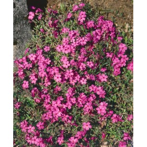 Teppich-Phlox 'Home Fires' mit leuchtend rosa Blüten als Bodendecker im Garten.