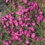 Teppich-Phlox 'Home Fires' mit leuchtend rosa Blüten als Bodendecker im Garten.