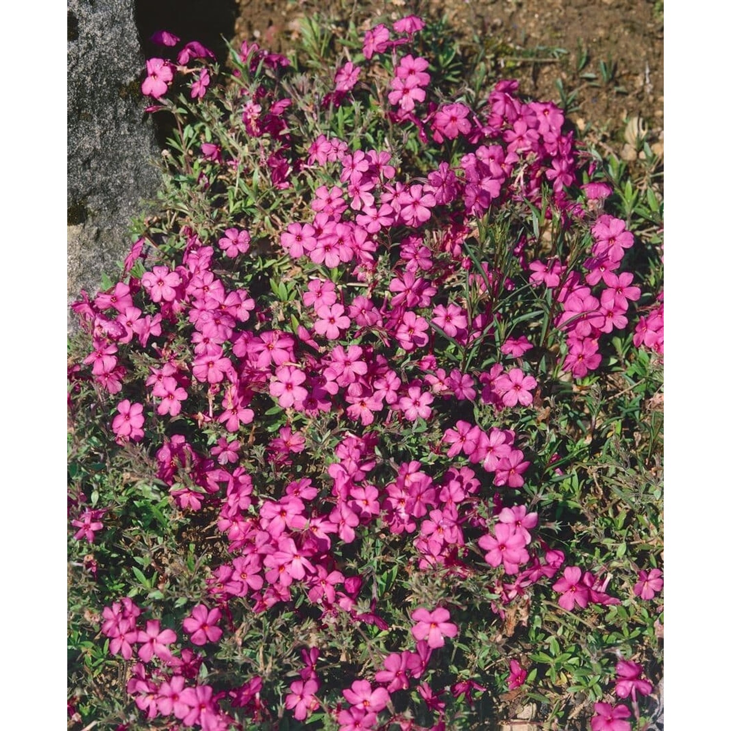 Phlox Stolonifera Home Fires Teppich Phlox Rosa Ca. 9x9 cm Topf günstig online kaufen