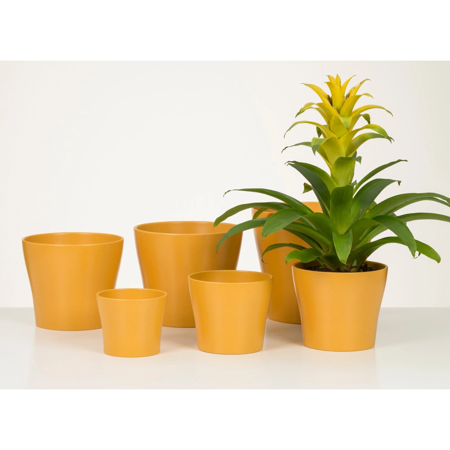 Scheurich Übertopf 808 in Curcuma, verschiedene Größen. Keramik Übertöpfe für den Innenbereich.