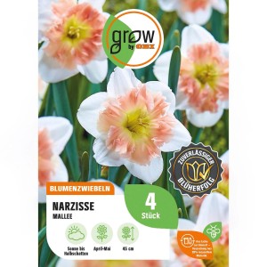 Narzisse 'Mallee' rosa-weiß, 4 Stück. Blumenzwiebeln für Frühjahrsblüher im Garten oder Topf.
