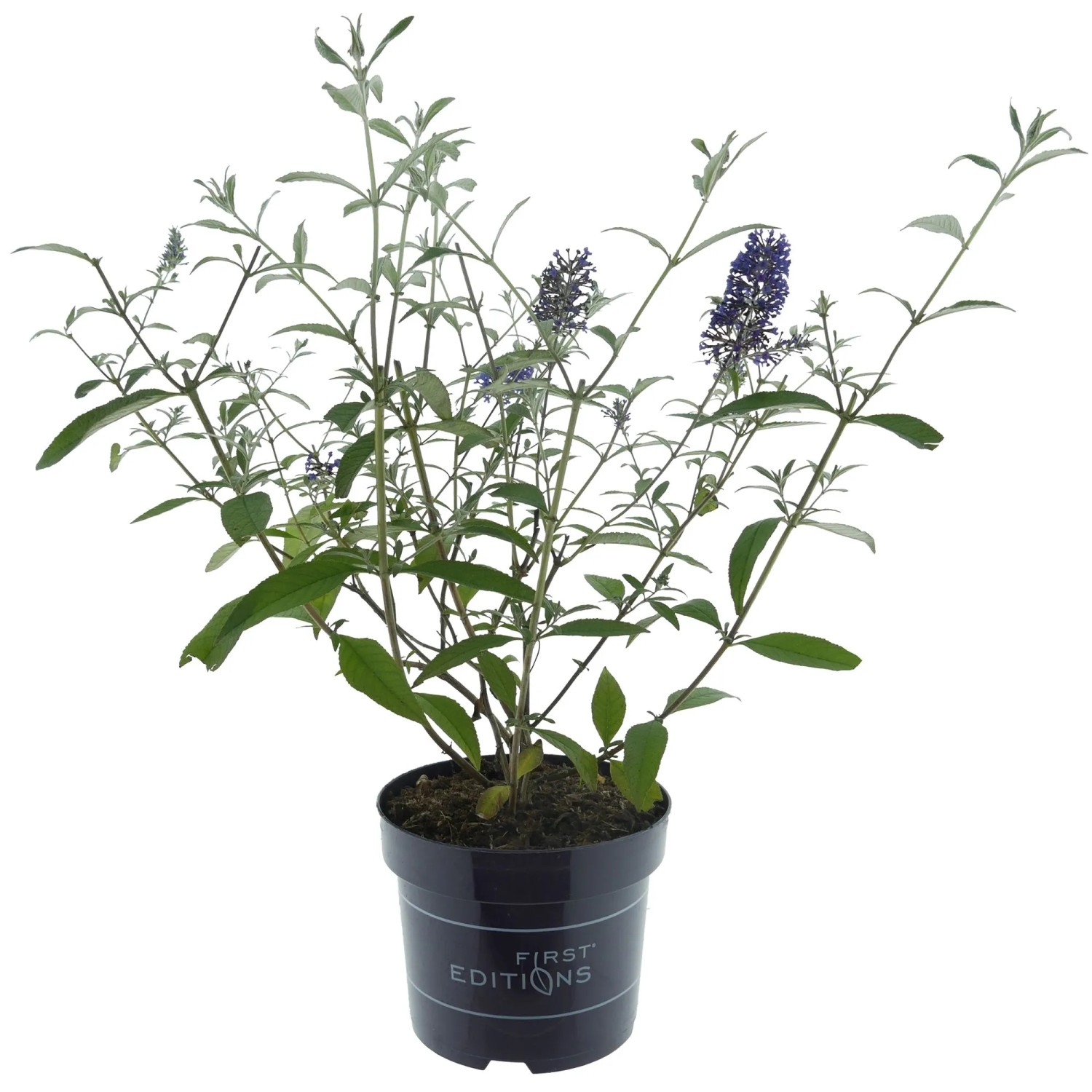 Sommerflieder Psychedelic Sky Blau Höhe 30 - 40 cm Topf 3,5, Buddleia davidii