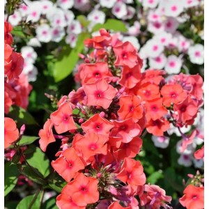Große Garten-Flammenblume Orange - Phlox Paniculata