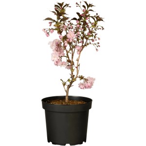 Japanische Nelkenkirsche 'Royal Burgundii' im Topf mit rosa Blüten.