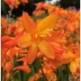 Garten Monbretie Babylon - Crocosmia crocosmiiflora_2