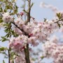 Winterkirsche 'Autumnalis Rosea' mit rosa Blüten am 80 cm Stamm.